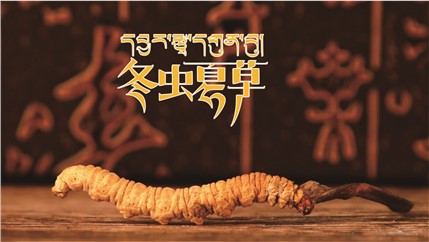 那曲新鮮冬蟲夏草什么時(shí)候采挖？
